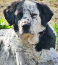 MABEL, Hund, Mischlingshund in Griechenland - Bild 18