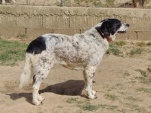 MABEL, Hund, Mischlingshund in Griechenland - Bild 2