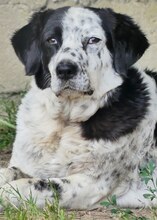 MABEL, Hund, Mischlingshund in Griechenland - Bild 3