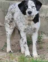 MABEL, Hund, Mischlingshund in Griechenland - Bild 4