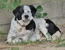 MABEL, Hund, Mischlingshund in Griechenland - Bild 5