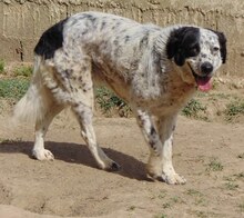 MABEL, Hund, Mischlingshund in Griechenland - Bild 6