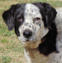 MABEL, Hund, Mischlingshund in Griechenland - Bild 8