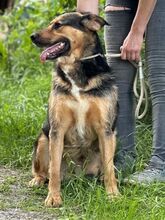 LUCKY3, Hund, Mischlingshund in Slowakische Republik - Bild 2