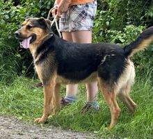 LUCKY3, Hund, Mischlingshund in Slowakische Republik - Bild 7