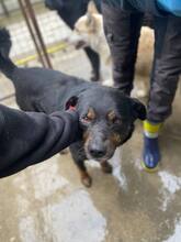 SIMML, Hund, Rottweiler-Mix in Rumänien - Bild 2