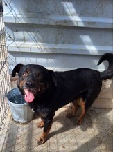 SIMML, Hund, Rottweiler-Mix in Rumänien - Bild 3