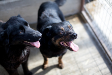 SIMML, Hund, Rottweiler-Mix in Rumänien - Bild 4