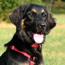 TUNDRA, Hund, Leonberger-Mix in Ungarn - Bild 2