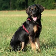 TUNDRA, Hund, Leonberger-Mix in Ungarn - Bild 3