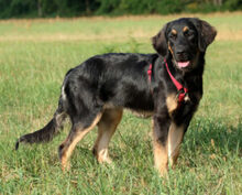 TUNDRA, Hund, Leonberger-Mix in Ungarn - Bild 4