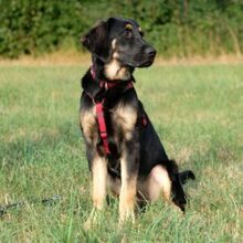 TUNDRA, Hund, Leonberger-Mix in Ungarn - Bild 5