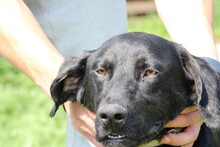 TIBO, Hund, Deutsche Dogge-Labrador-Mix in Rumänien - Bild 1