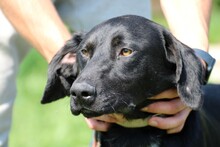 TIBO, Hund, Deutsche Dogge-Labrador-Mix in Rumänien - Bild 2