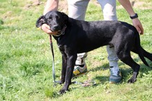 TIBO, Hund, Deutsche Dogge-Labrador-Mix in Rumänien - Bild 3