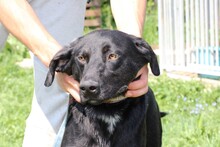 TIBO, Hund, Deutsche Dogge-Labrador-Mix in Rumänien - Bild 5