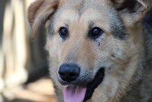 SKY, Hund, Hütehund-Mix in Rumänien - Bild 1