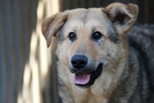 SKY, Hund, Hütehund-Mix in Rumänien - Bild 2