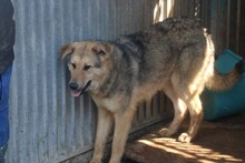 SKY, Hund, Hütehund-Mix in Rumänien - Bild 3