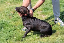 ELANY, Hund, Mischlingshund in Rumänien - Bild 3