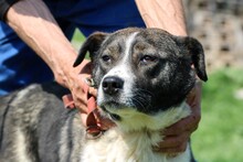 DUNA, Hund, Mischlingshund in Rumänien - Bild 1