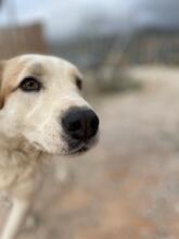 MILKA, Hund, Mischlingshund in Griechenland - Bild 4