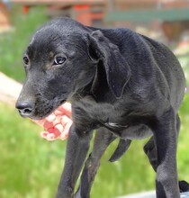 ALBERT, Hund, Mischlingshund in Gefrees - Bild 11