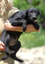 ALBERT, Hund, Mischlingshund in Gefrees - Bild 13