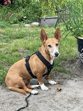 RUBY, Hund, Podengo-Mix in Hamburg - Bild 16