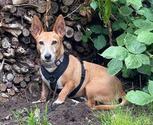 RUBY, Hund, Podengo-Mix in Hamburg - Bild 3