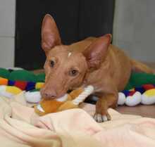 NOORI, Hund, Podenco in Spanien - Bild 1