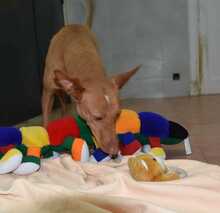 NOORI, Hund, Podenco in Spanien - Bild 10