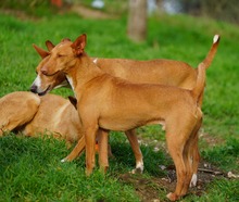 NOORI, Hund, Podenco in Spanien - Bild 11