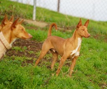 NOORI, Hund, Podenco in Spanien - Bild 12