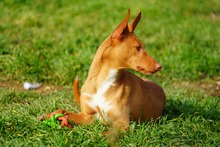 NOORI, Hund, Podenco in Spanien - Bild 13