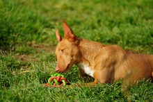 NOORI, Hund, Podenco in Spanien - Bild 14