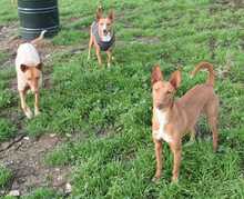 NOORI, Hund, Podenco in Spanien - Bild 15