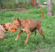 NOORI, Hund, Podenco in Spanien - Bild 16