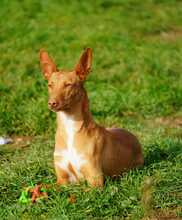 NOORI, Hund, Podenco in Spanien - Bild 2