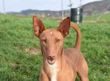 NOORI, Hund, Podenco in Spanien - Bild 3