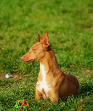 NOORI, Hund, Podenco in Spanien - Bild 5