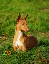 NOORI, Hund, Podenco in Spanien - Bild 6