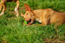 NOORI, Hund, Podenco in Spanien - Bild 8