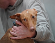 NOORI, Hund, Podenco in Spanien - Bild 9