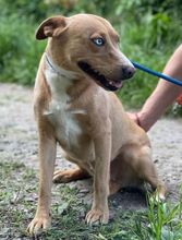 LATTE, Hund, Mischlingshund in Slowakische Republik - Bild 3