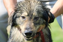 LEIA, Hund, Leonberger-Mix in Lohra-Reimershausen - Bild 1