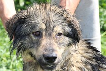 LEIA, Hund, Leonberger-Mix in Lohra-Reimershausen - Bild 2