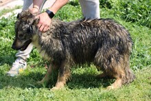 LEIA, Hund, Leonberger-Mix in Lohra-Reimershausen - Bild 3