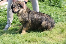 LEIA, Hund, Leonberger-Mix in Lohra-Reimershausen - Bild 4