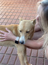 SELMA, Hund, Podenco Andaluz in Neu-Bamberg - Bild 1